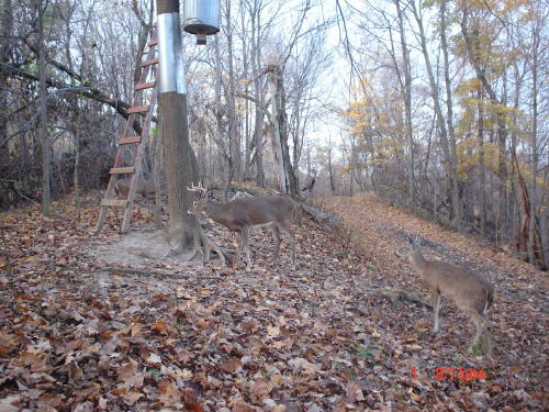 8 point buck